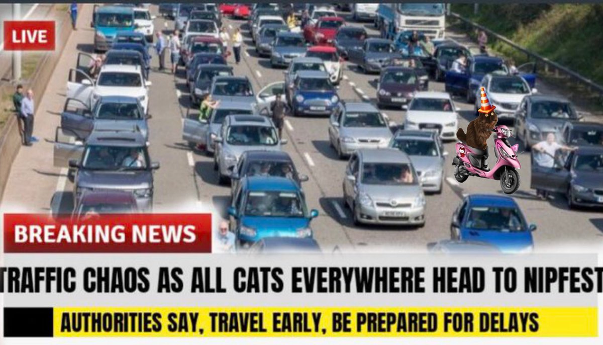 Doris McFloofle™️ (@domaindoris) on Twitter photo *Beep Beep*Toot Toot* Make way! Hell Cat coming thru! Come along now - move aside - I’ve got a Festival to get to! Places to go, paws to see, tents to put up and Nip to take! ^BEEP BEEEEP^ 😬😹 #Nipfest2025 #Nipfest 🛵🛵 *Beep Beep*Toot Toot* Make way! Hell Cat coming thru! Come along now - move aside - I’ve got a Festival to get to! Places to go, paws to see, tents to put up and Nip to take! ^BEEP BEEEEP^ 😬😹 #Nipfest2025 #Nipfest 🛵🛵