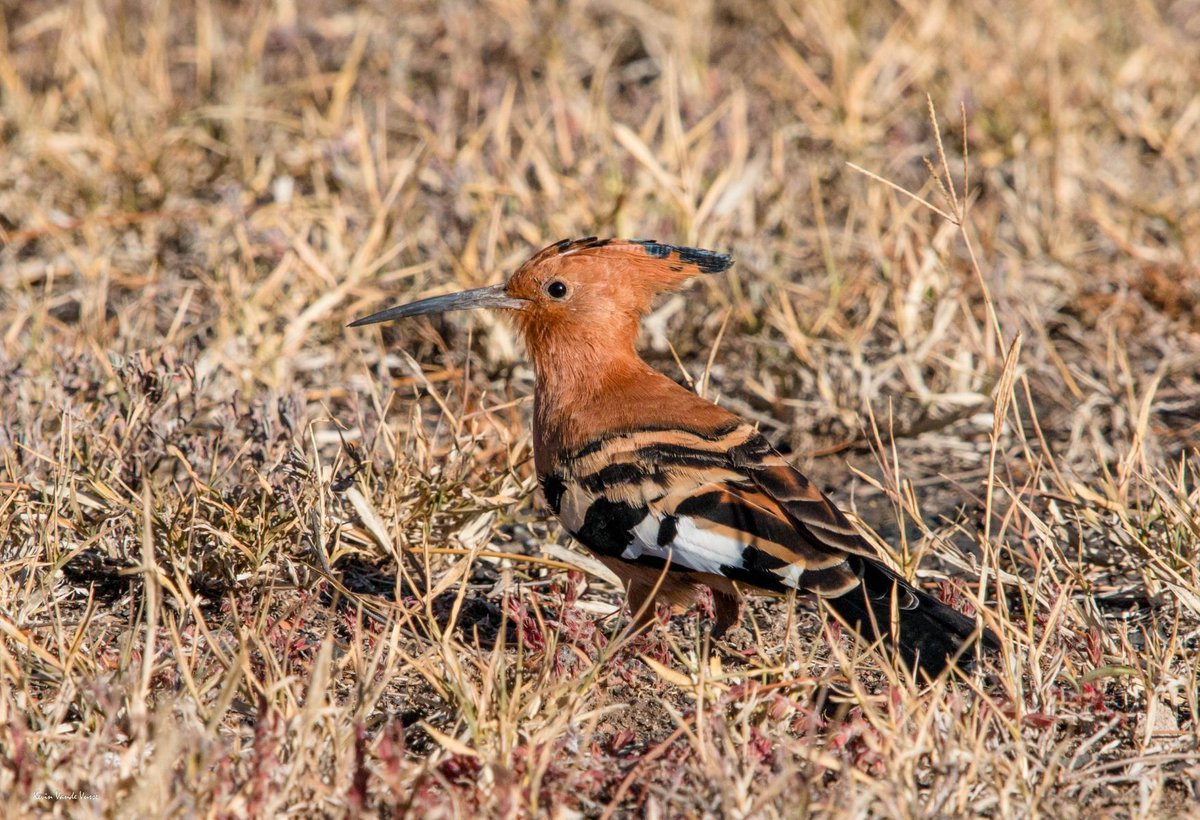 Birding University tweet media