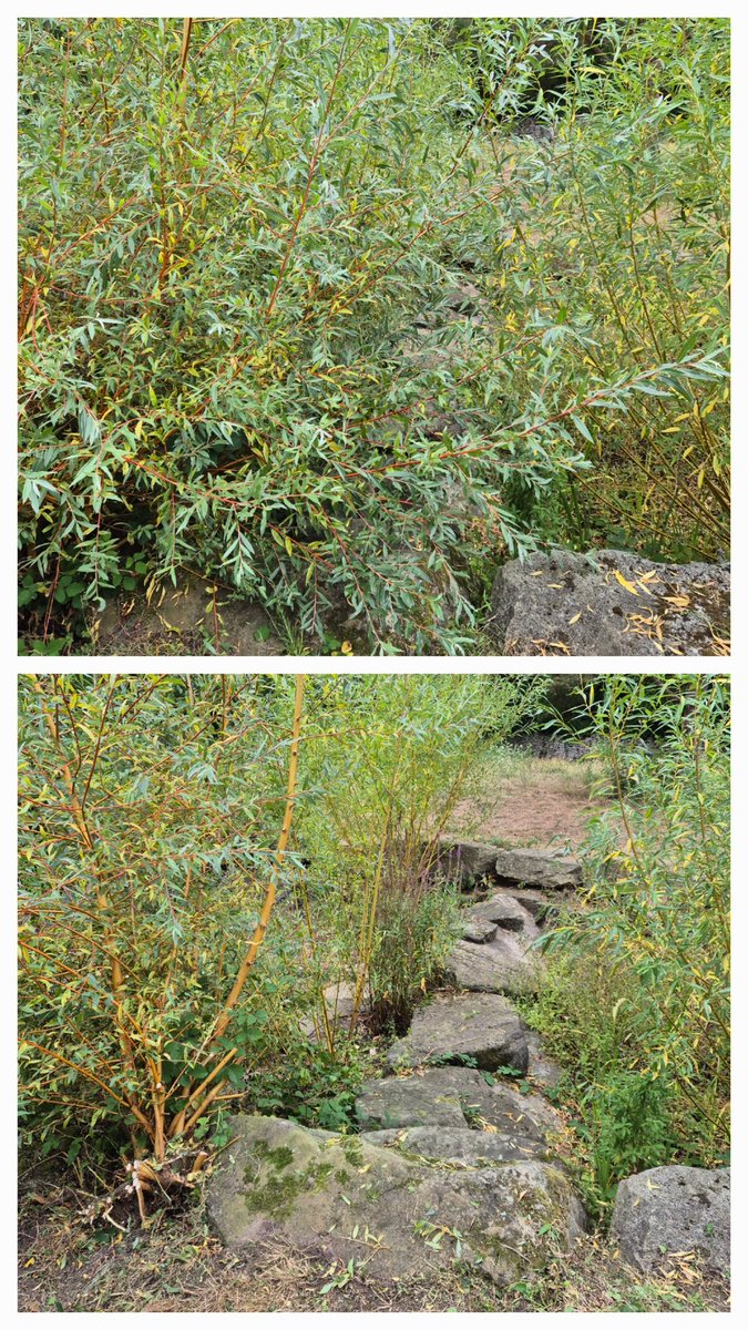 Friends of Festival Gardens tweet media