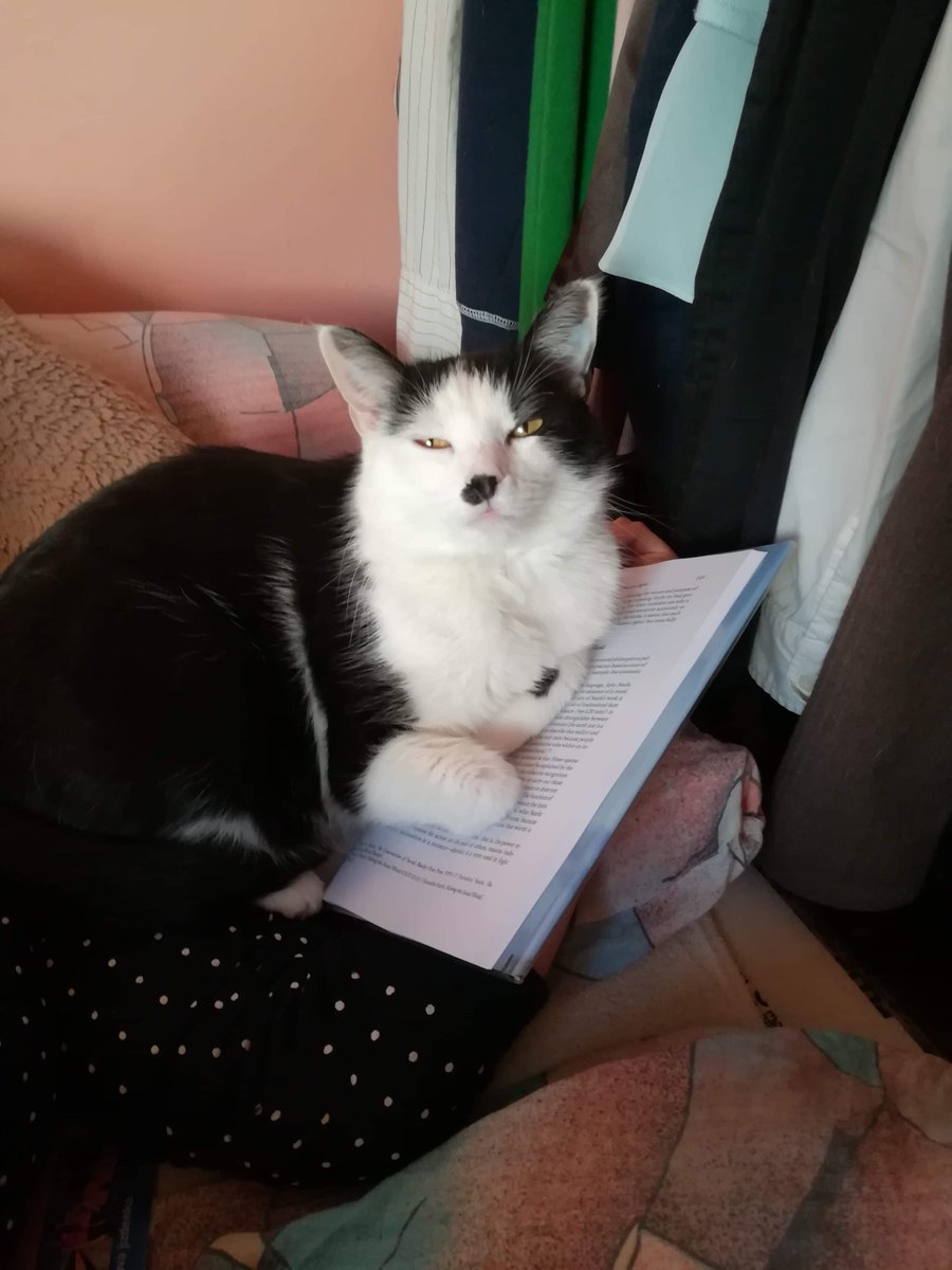 Let's do #ThrowbackThursday to that time I dared to interrupt Kimchi while she was reading. Look how annoyed she was.