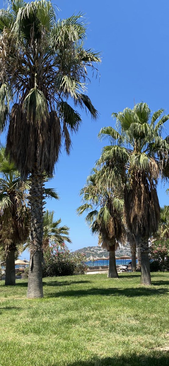minemsii's tweet photo. bodrum bodrum … 
sum’25 https://t.co/CxujjsP1D3