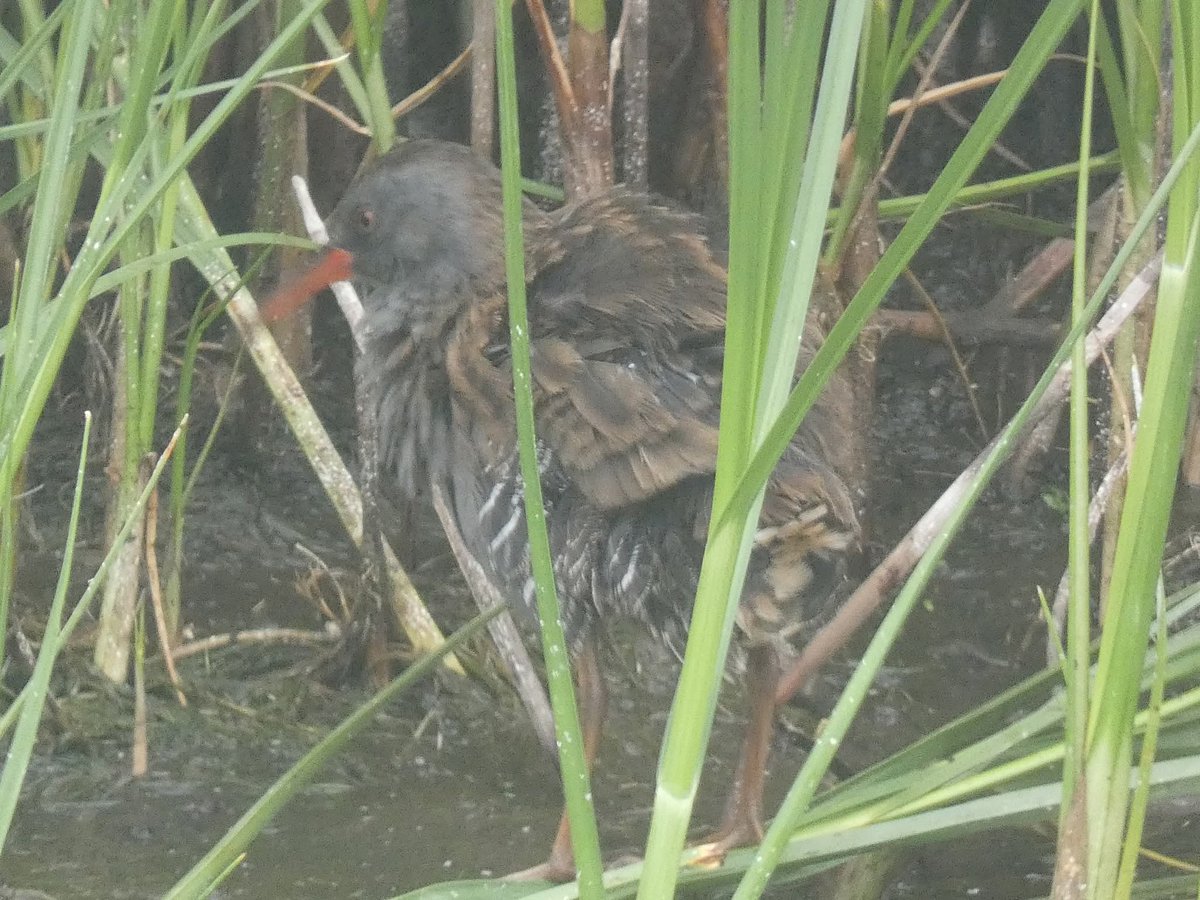 the_yoshmeister's tweet image. Awesome oare marshes highlights @OareMarshes #BirdsOfTwitter #bird #birdsofinstagram #birds #TwitterNatureCommunity #TwitterNaturePhotography #NaturePhotography #NatureIsAmazing #nature