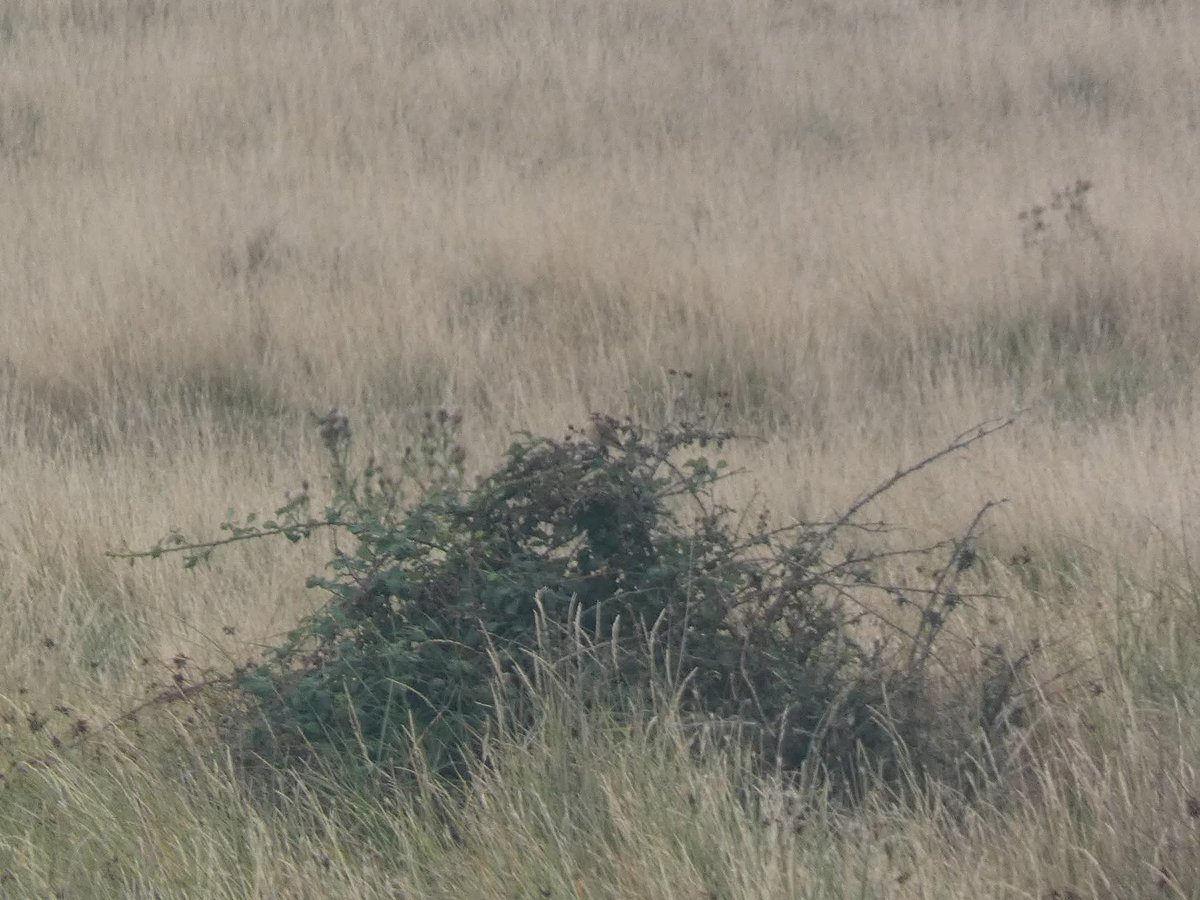 the_yoshmeister's tweet image. Awesome oare marshes highlights @OareMarshes #BirdsOfTwitter #bird #birdsofinstagram #birds #TwitterNatureCommunity #TwitterNaturePhotography #NaturePhotography #NatureIsAmazing #nature