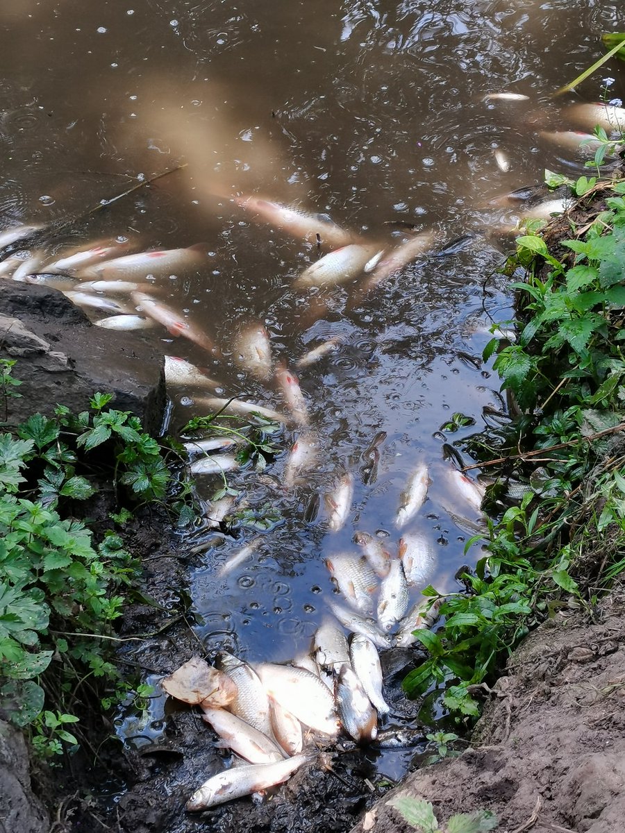 The Blue Yellows tweet media