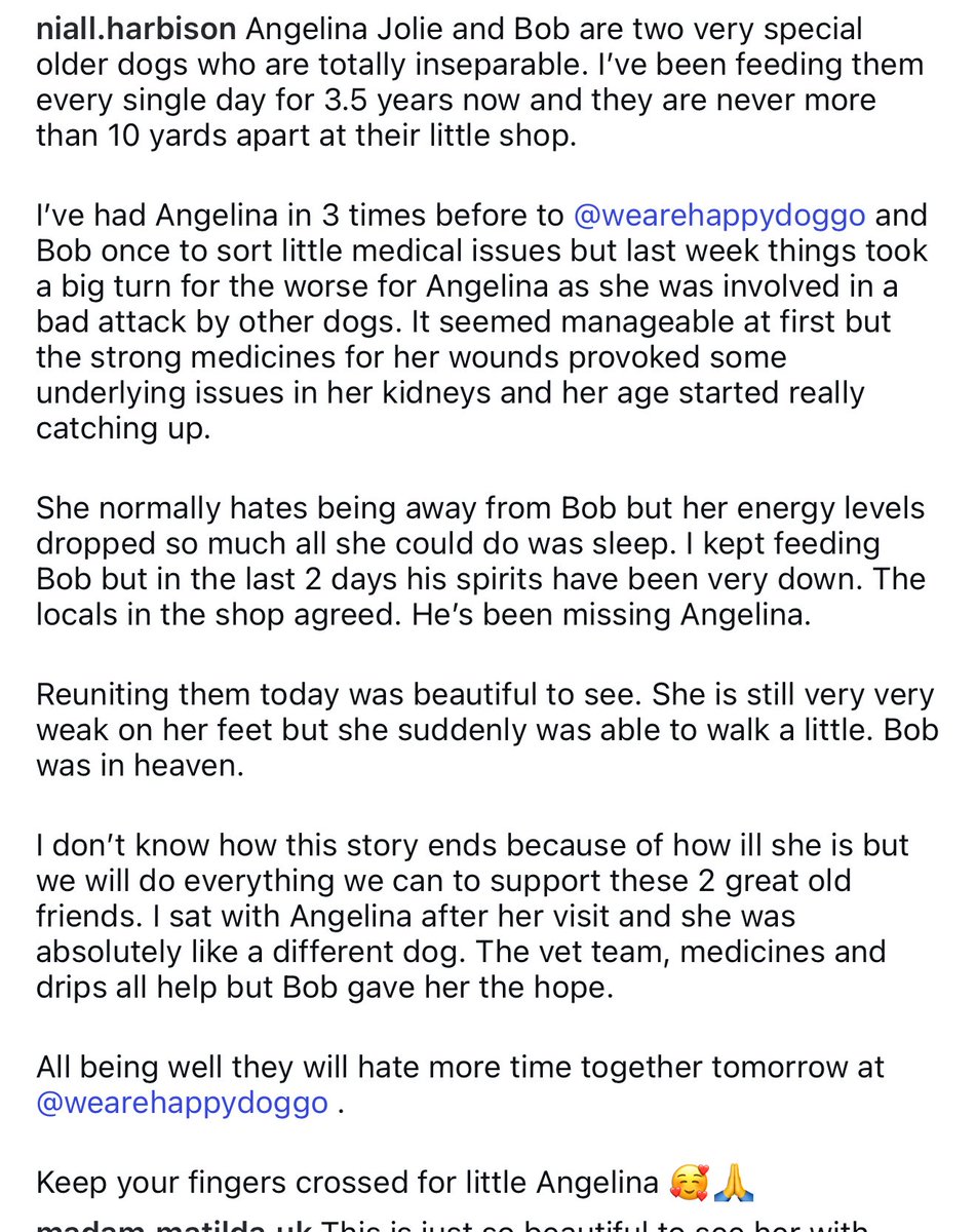 NiallHarbison's tweet photo. Their full story. And a happy girl today. Actually think Bob was more relieved. 

More of them on my insta today…

https://t.co/B8ruKgLn4p

A follow there helps the dogs so much 🥰🙏 https://t.co/r7xffWvHSB