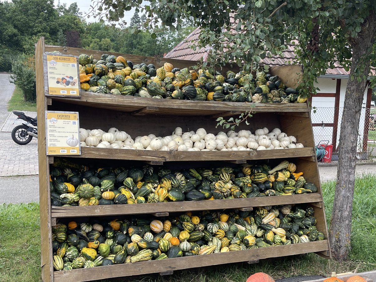 Was a mundane day 
Until I saw this 
Fast forward to Halloween 
Am I living a dream or 
The dream is living me …..
#vss365 #VssColors #Halloween2025 #pumpkin #dream #mundane