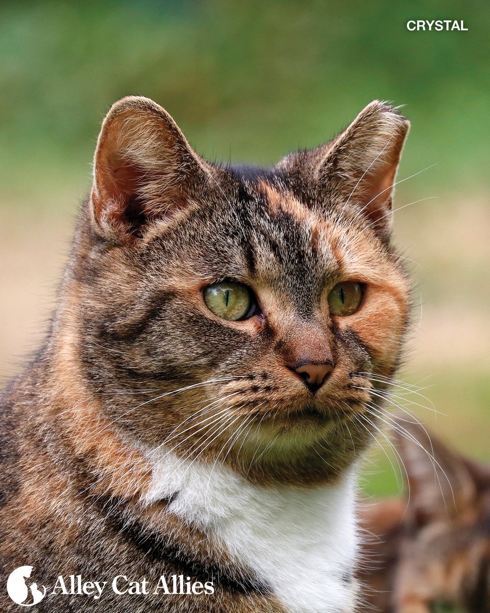 alleycatallies's tweet image. Eartips are beautiful! 💙

Why? Because they&apos;re the symbol of a community cat&apos;s life forever improved by spay and neuter and vaccination via #TNR. And there&apos;s so much beauty in that!

Learn more about why an eartip should make you smile 👉 alleycat.org/Eartip