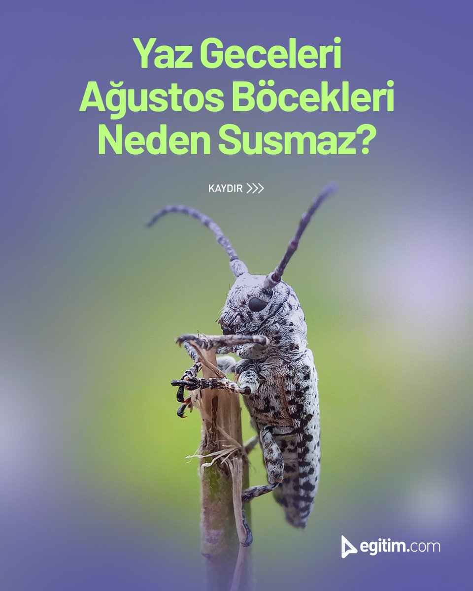 egitim_com's tweet image. Yaz geceleri &quot;vız vız&quot; eden o ses var ya...

O ses erkek ağustos böceklerinin aşk şarkısıymış! 🎶💚

#Egitimcom #EğitimeDeğer #AğustosBöceği #DoğaMüziği #YazMevsimi #BilimveHayat
