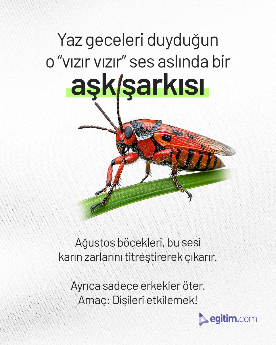 egitim_com's tweet image. Yaz geceleri &quot;vız vız&quot; eden o ses var ya...

O ses erkek ağustos böceklerinin aşk şarkısıymış! 🎶💚

#Egitimcom #EğitimeDeğer #AğustosBöceği #DoğaMüziği #YazMevsimi #BilimveHayat