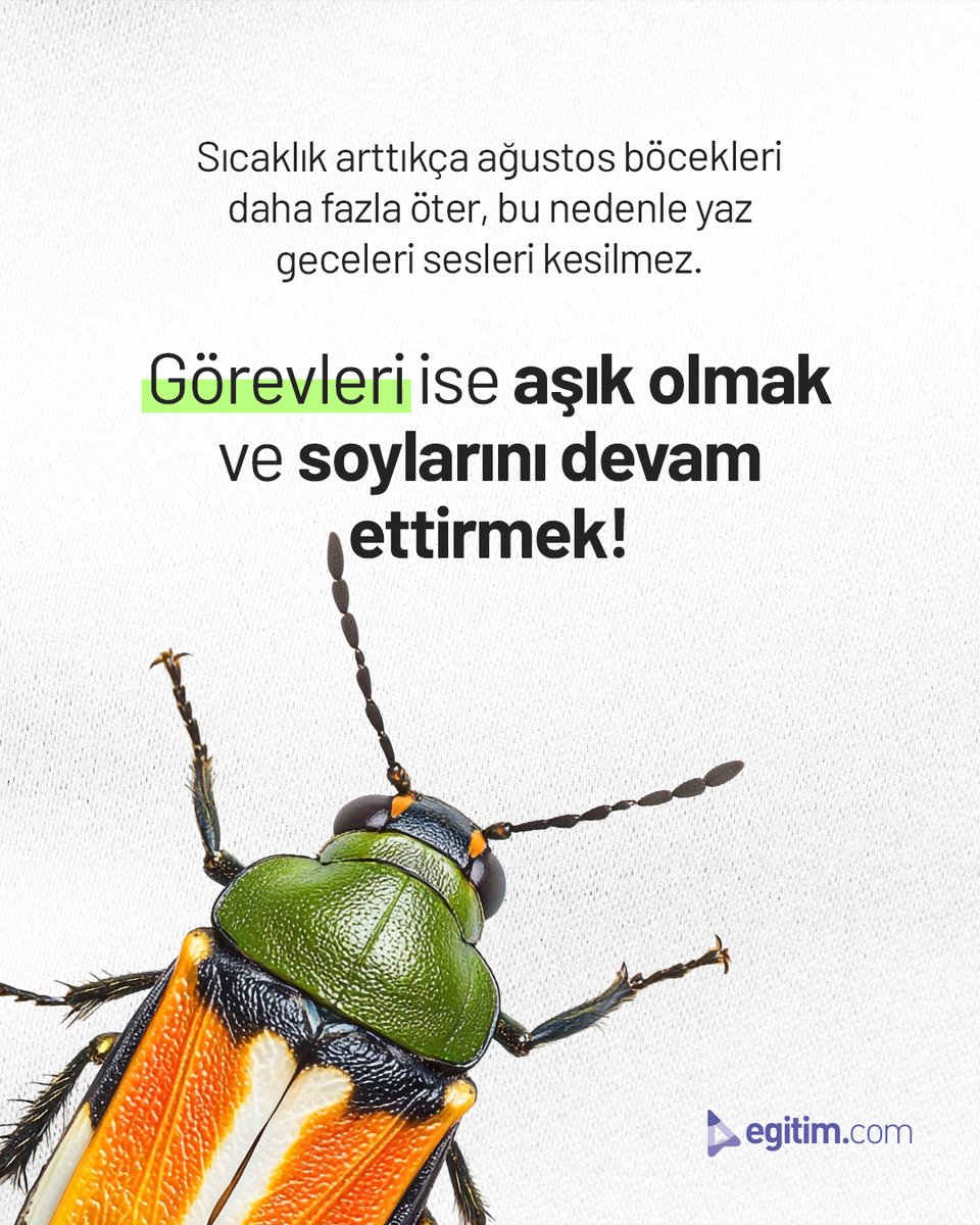 egitim_com's tweet image. Yaz geceleri &quot;vız vız&quot; eden o ses var ya...

O ses erkek ağustos böceklerinin aşk şarkısıymış! 🎶💚

#Egitimcom #EğitimeDeğer #AğustosBöceği #DoğaMüziği #YazMevsimi #BilimveHayat