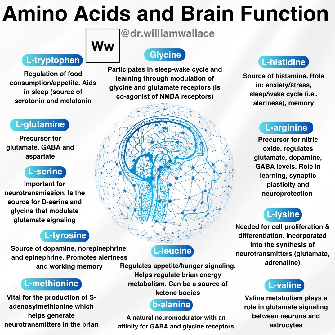 Cognitive function [among other things] is influenced by the availability and metabolism of amino acids.

This graphic is meant to highlight the multifaceted roles of specific amino acids in neural pathways.

For instance, β-alanine stands as a neuromodulator with affinities for