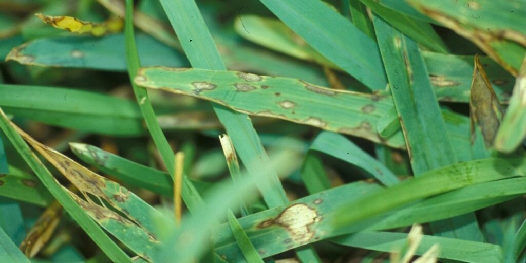 SyngentaTurf's tweet image. Fight back against #GrayLeafSpot!
  
Lisa Beirn, Ph.D., explains how to protect perennial ryegrass from this disease with identification, cultural practices and powerful treatment options. 

Get control: bit.ly/3Jjlsj2