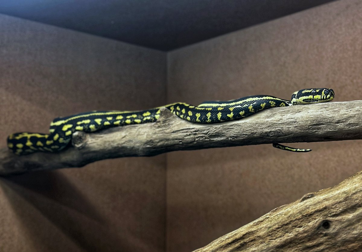 BrassmanRep's tweet image. Welcome to the jungle! 

#carpetpython