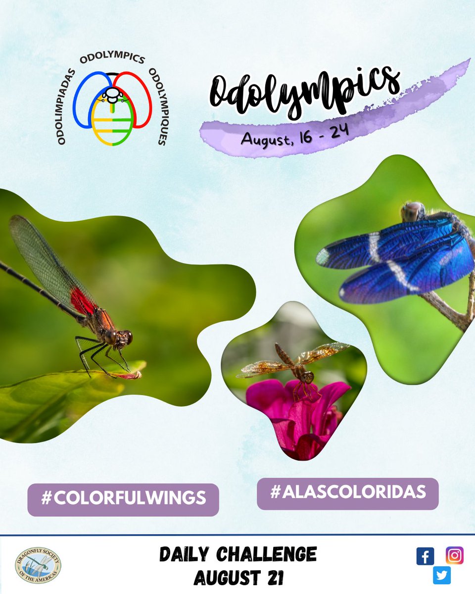 Dragonflies are one of the most colorful animals, and so are their wings. Let's record those #colorfulwings:

🐦inaturalist.org/projects/odoly…
OR
🎯 odonatacentral.org/#/