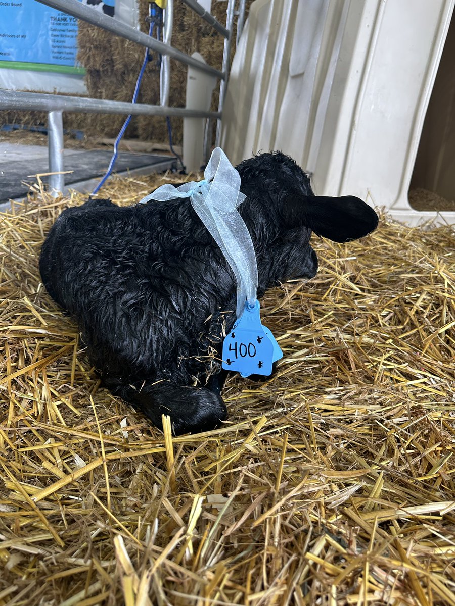 Our 400th uddermiracle that we’ve welcomed at the Birthing Center over the last 12 years has arrived!!!! 

Dynamite! 🧨

Dynamite is a bull calf, born at 10:32am weighing 95lbs. 

#uddermiracles #uddermiracle  #dairycowbirthingcenter #advocateforag #dairy #milk #dairycows