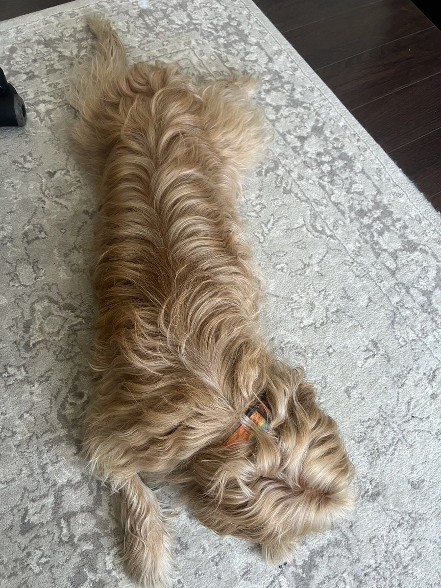 Kinxoc's tweet photo. Siempre pensé que era choro lo del
Silbato del perro. Ahorita El Nicolas ni se inmutó, pero igual es porque no hay acceso al vinil @eltalcha #Poderosish https://t.co/Z1eZZoQFWf