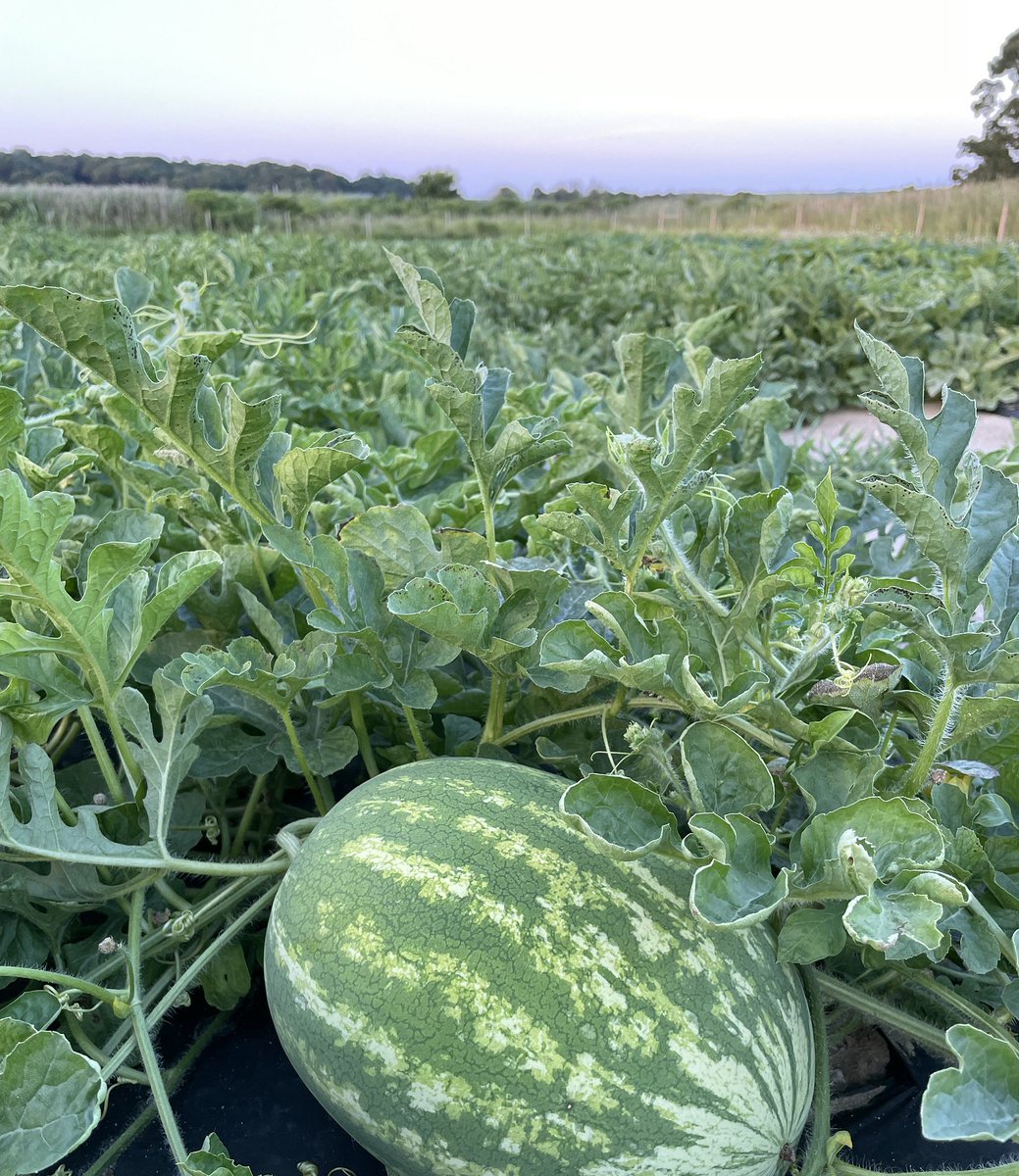 Watermelons ripening up.