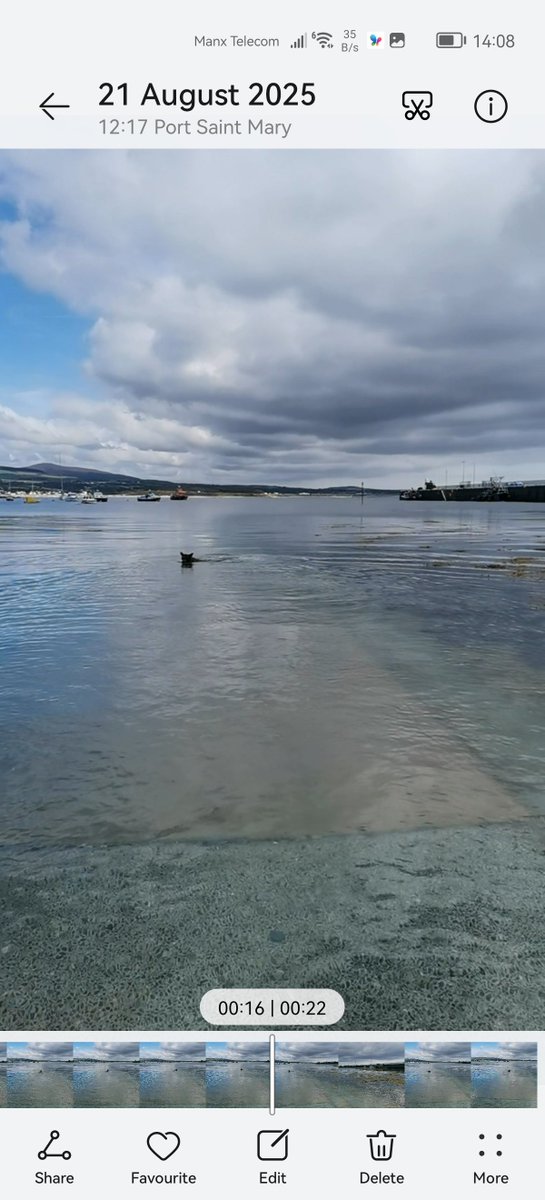 A good day for some water training, this time away from the public. 🐺🐊👍👊
