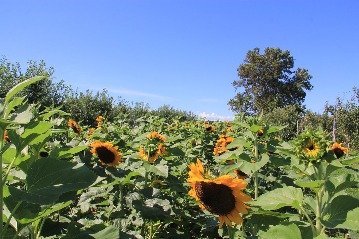 The farm in August.