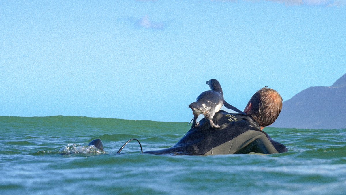 CapeTownEtc's tweet image. A curious juvenile African penguin surprised surfers off Noordhoek Beach. #AfricanPenguin #surfers #capetown  capetownetc.com/conservation/a…