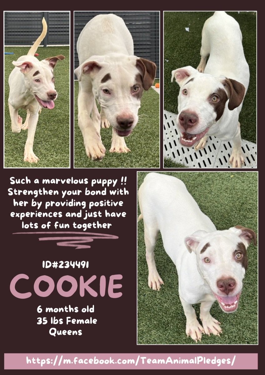 Char Bolen (@charbolen) on Twitter photo COOKIE 💖  #234491   6mth old Girl 💕  NYCACC 
Absolutely gorgeous baby girl!! Such a precious 
puppy to be in a terrifying kill shelter!! This beautiful 
puppy is heartwarming and desperately needs a 
loving forever home 🏡 
#Adopt #Foster
#Pledge4Rescue 
Puppy needs a home🩵🏡 COOKIE 💖  #234491   6mth old Girl 💕  NYCACC 
Absolutely gorgeous baby girl!! Such a precious 
puppy to be in a terrifying kill shelter!! This beautiful 
puppy is heartwarming and desperately needs a 
loving forever home 🏡 
#Adopt #Foster
#Pledge4Rescue 
Puppy needs a home🩵🏡