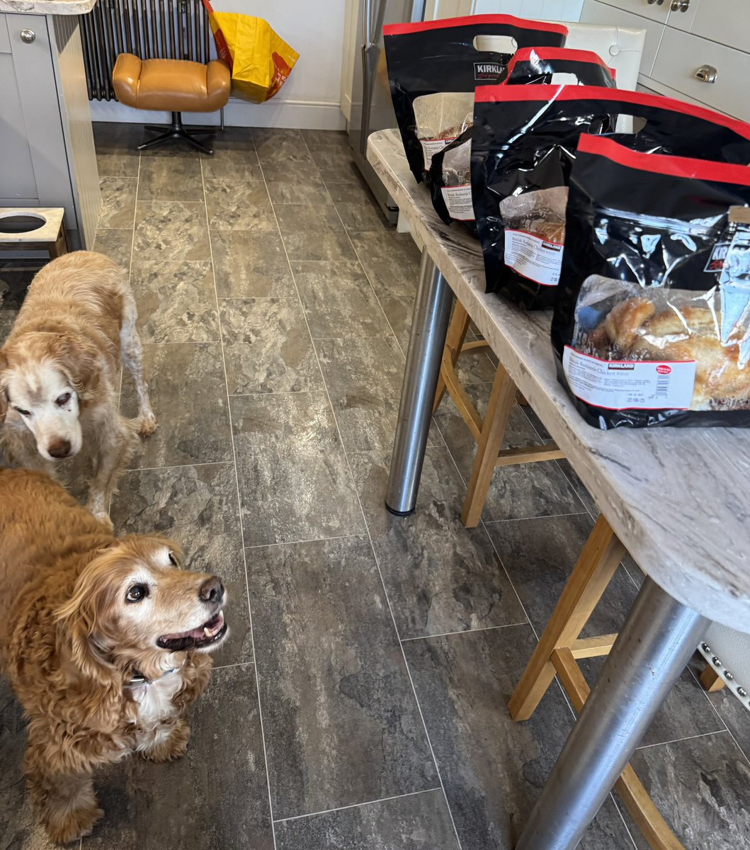 SpanielsSuper's tweet image. But she understands #ChickenMath

One for me
One for Ronnie
One for Isky 
One between cats 👍