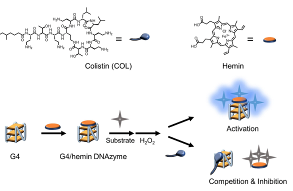 ICMUB (@icmub) on Twitter photo A novel collaboration between @icmub (FR) and <a href="/NJU1902/">Nanjing University</a> (CN) which keeps on expanding the repertoire of biotechnological applications of G-quadruplex #G4, here to track undesired antibiotics in food.
Now published in <a href="/an_chem/">ACS Analytical Chemistry Journals</a>
👉 doi.org/10.1021/acs.an… A novel collaboration between @icmub (FR) and <a href="/NJU1902/">Nanjing University</a> (CN) which keeps on expanding the repertoire of biotechnological applications of G-quadruplex #G4, here to track undesired antibiotics in food.
Now published in <a href="/an_chem/">ACS Analytical Chemistry Journals</a>
👉 doi.org/10.1021/acs.an…