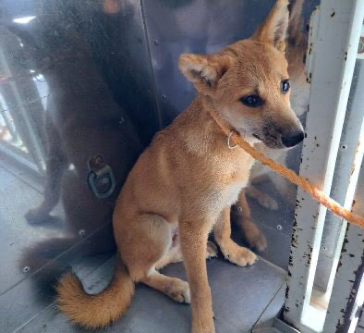 🆘緊急🆘#収容犬
🆘⚠️掲載期限超過⚠️
8/14(木)#千葉県 #大網白里市 #細草
#茶♂#鼻黒 #雑種犬
📲千葉県動物愛護センター🙇🏻‍♂️#迷い犬 #迷子犬 #保護犬 #ミックス犬 #犬 #イヌ #いぬ #dog #茶白 #茶黒 #黒茶 #柴犬系?#九十九里町 #東金市 #山武市 #八街市 #千葉市 #睦沢町 #一宮町 #長生村 #茂原市 #白子町