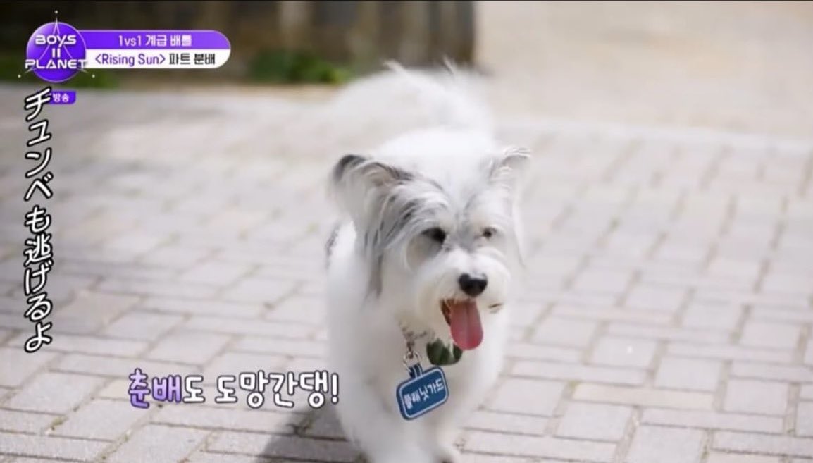 #ボイプラ2 の1pickは
#チュンべ なんだよなァ🐶💜

リュック背負ってたりw
しつこいお手に怒ったりw
うるさい声から逃げたりw

いちいちかわちぃすぎてしぬｗｗｗ
ギスギスしてない平和が一番w