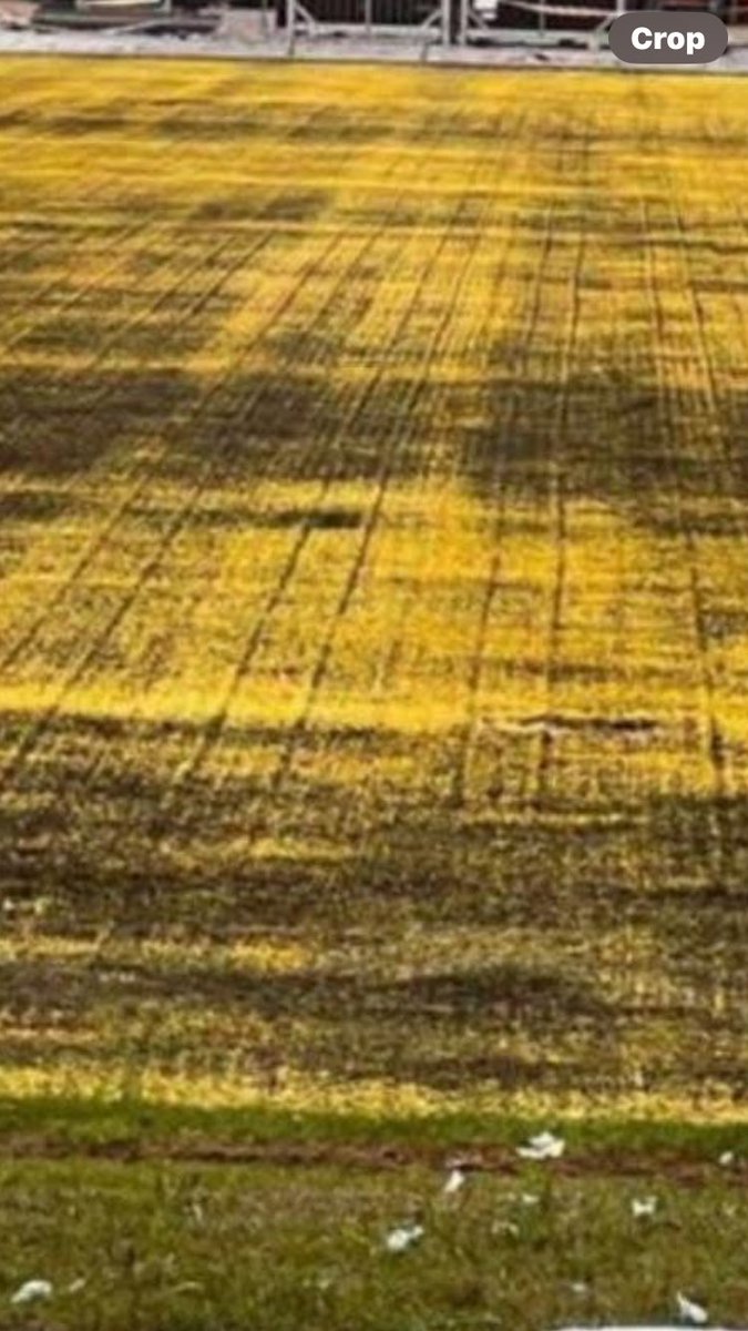 whitestarhullfc's tweet photo. Any guesses #keepoffthegrass https://t.co/UCeTdiKzyE