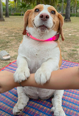 Check out this new extremely viral dog on Instagram: bigmootoo. 

Mootoo over 850K followers on Instagram. Let's tokenize this bad boy.