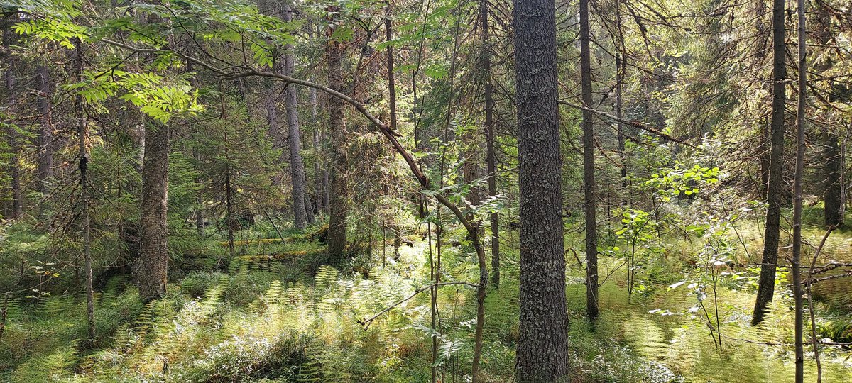 Kävin vaihteeksi omassakin metsässä. Korpikuusikossa oli rauhallista. Korpipurossa oli tosin vähänlaisesti vettä, yhdestä isosta männystä sortunut toinen haara. Hyvin tuntuu pärjäävän omillaan tämä.  #metsä #korpi #monimuotoisuus #metsänomistaja #metsäluonto