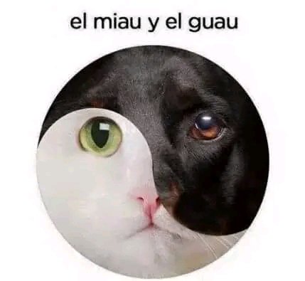 tiofelino2's tweet image. #YingYang ☯️🐱🐾