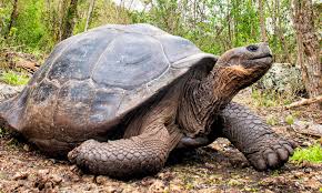 drferdinando1's tweet photo. @Rainmaker1973 Tortoise! 🤣 https://t.co/7P3QfuxYAr