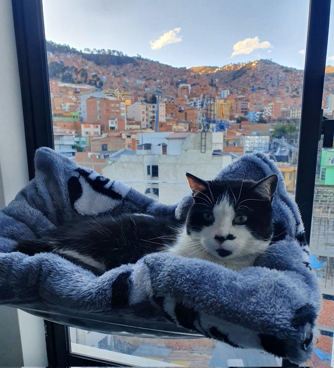 Le compre esta cama/hamaca al Ramses que se pega a la ventana, y ahora se ve más poderoso, majestuoso y capaz de gobernar cualquier país. 

Michis para todos 🐱🐈🐱🐈🐱🐈