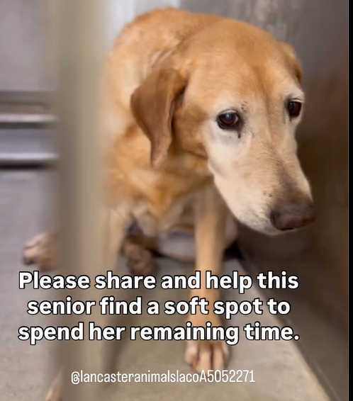💔🆘💔Top of my IG feed this a.m. was a post direct from the Lancaster #California ACC account die dear 11 yo MOLLY. She's in the shelter for the FOURTH time😲 She came in as a stray on 8-19 and is already available for adoption. 61 lb. Adoption fee waived.
more⬇️ #A5052271