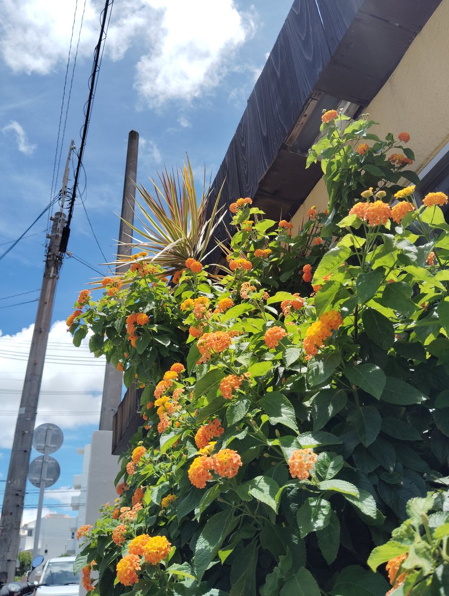 目のビタミン🧡💚💛