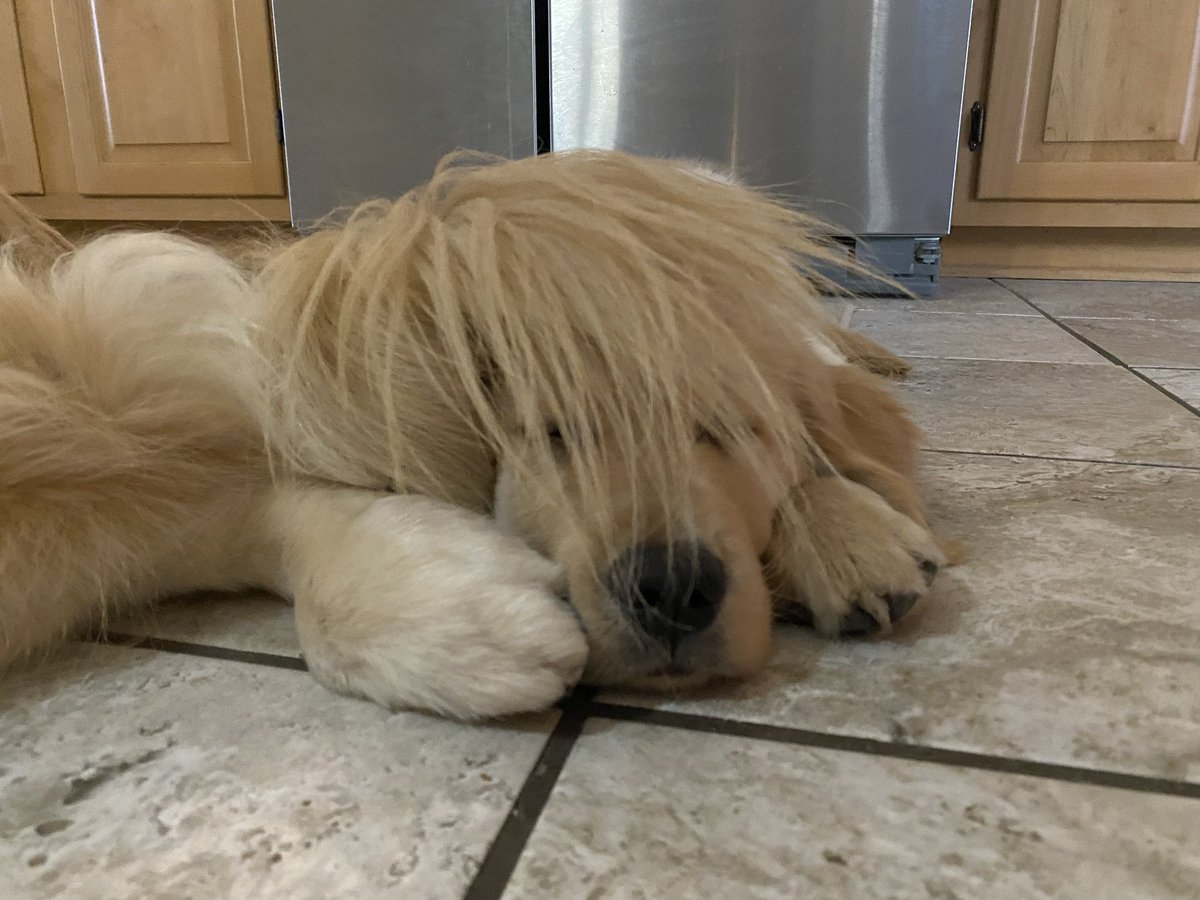 #ThrowbackThursday to that time Murray used my tail as a toupee.