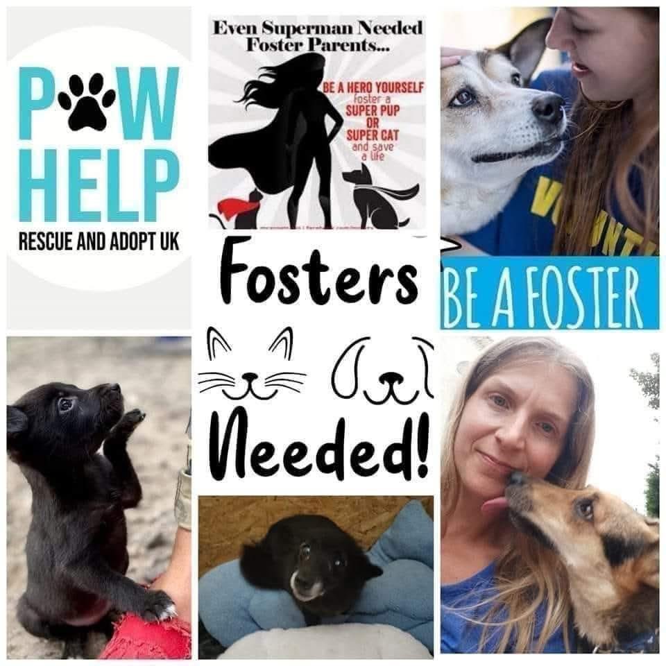 FOSTER FIRST 💙 tweet media