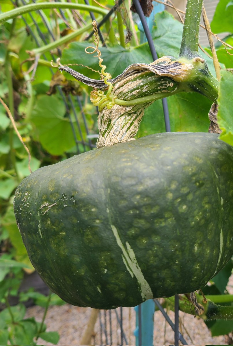 Jen 🇺🇸 (@libertyimages) on Twitter photo 