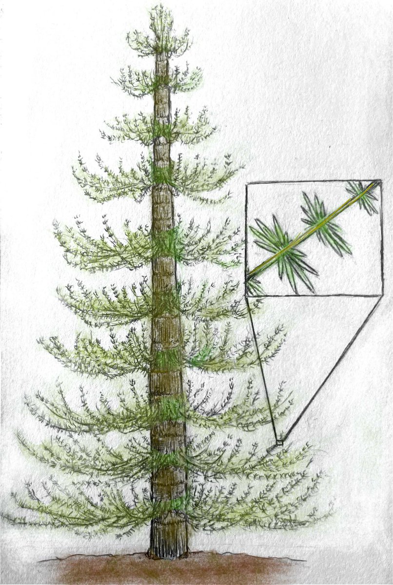 Calamites sp. for the Joliet Area Historical Museum