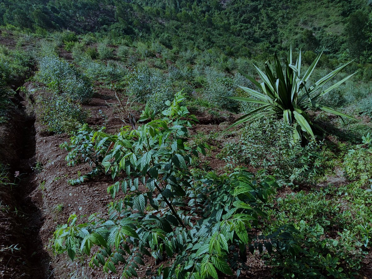 RwandaForestry's tweet image. Ikigo gishinzwe Amashyamba mu Rwanda (RFA), binyuze mu Mishinga ya #TREPA na #COMBIO, kimaze gusazura amashyamba ya Leta yari yarangiritse ku buso bungana na ha 20.5 muri  @RwamaganaDistr.  Ni ibiti byo mu bwoko bw'Umuhumuro, Inturusu na Pinusi.