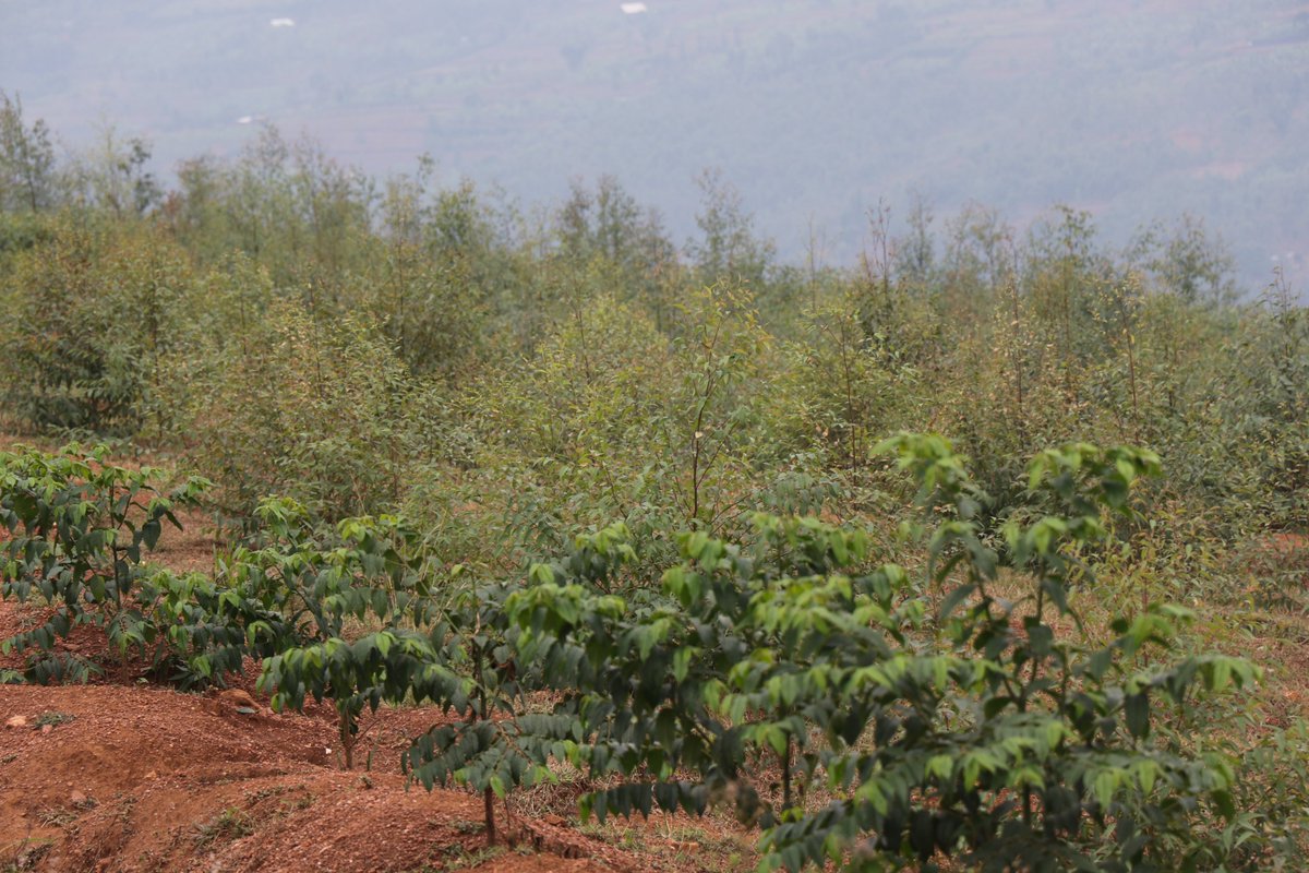 RwandaForestry's tweet image. Ikigo gishinzwe Amashyamba mu Rwanda (RFA), binyuze mu Mishinga ya #TREPA na #COMBIO, kimaze gusazura amashyamba ya Leta yari yarangiritse ku buso bungana na ha 20.5 muri  @RwamaganaDistr.  Ni ibiti byo mu bwoko bw'Umuhumuro, Inturusu na Pinusi.