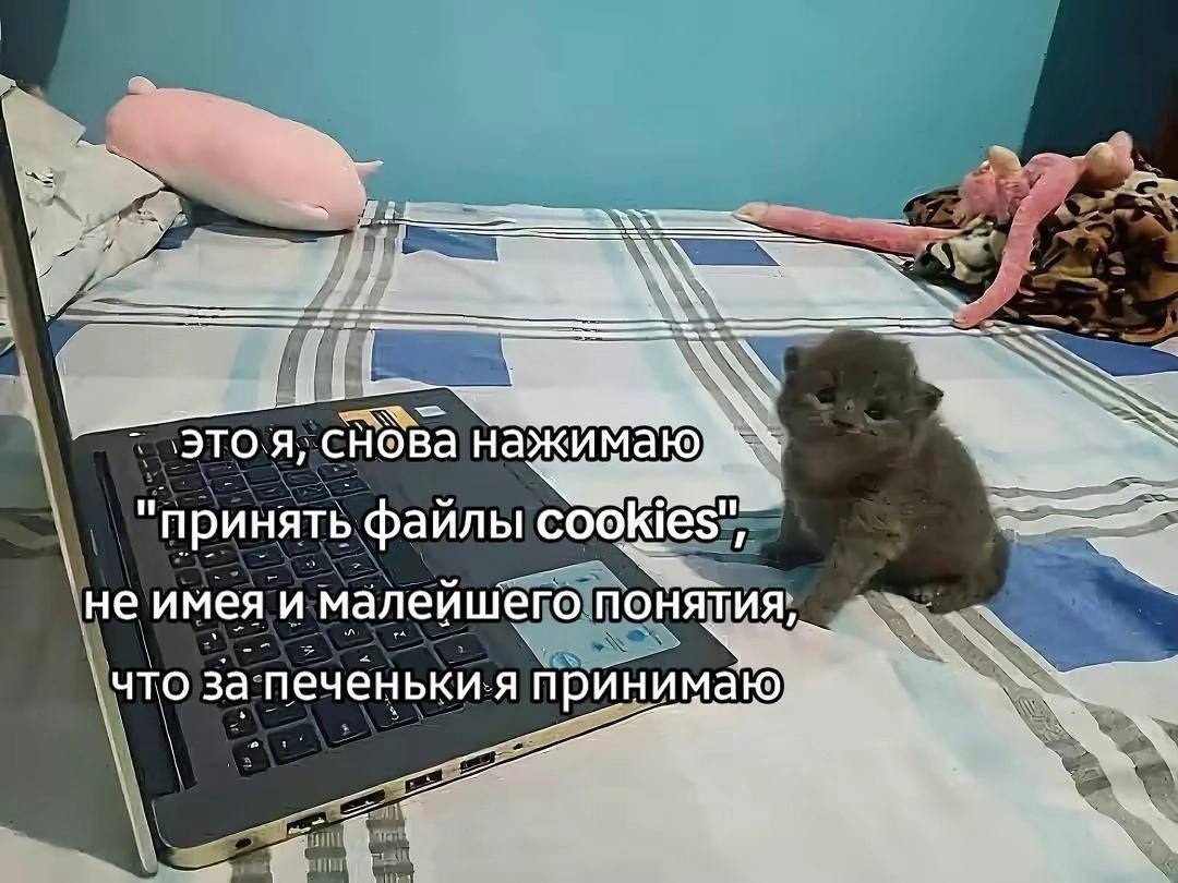 cats, i love cats tweet media