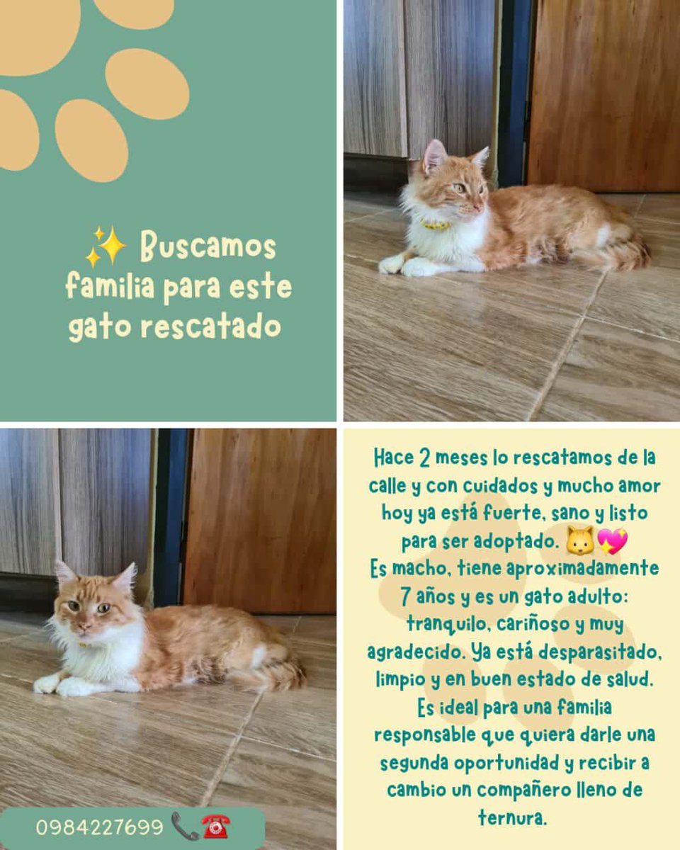 Michito naranjoso busca hogar responsable RT 👇🏻