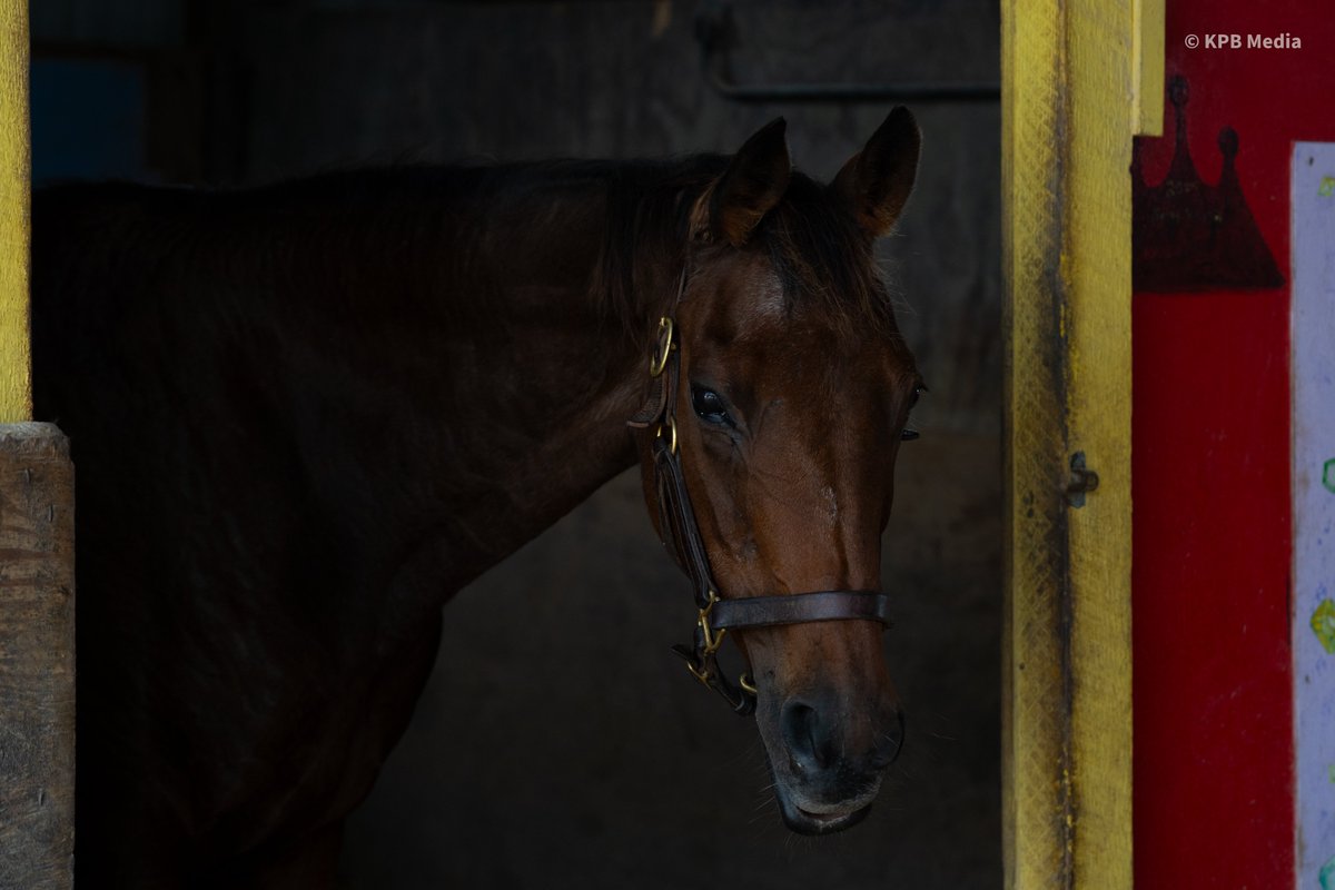 At 31 years old, Play Book is the oldest resident of <a href="/MimsRetirement/">Our Mims Retirement Haven (OMRH)</a>.

This <a href="/MarylandTB/">Maryland Thoroughbred</a>-bred daughter of Fast Play, a Grade 1 winning son of Triple Crown champion Seattle Slew, raced 29 times and finished in the top three in eleven of those starts.

"Bookie" has no shame in