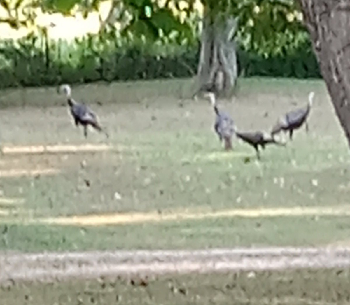These guys are in my yard every morning and every evening ...pretty good size I call one of them lucky because when he fans out you can see he has some feathers missing where somebody took a shot at him .
They know they're safe here .