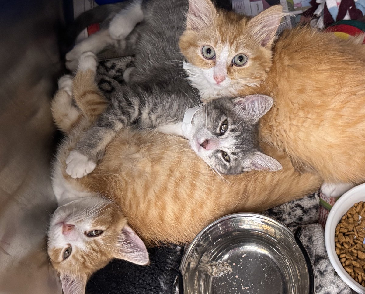 PetPlanetX tweet media