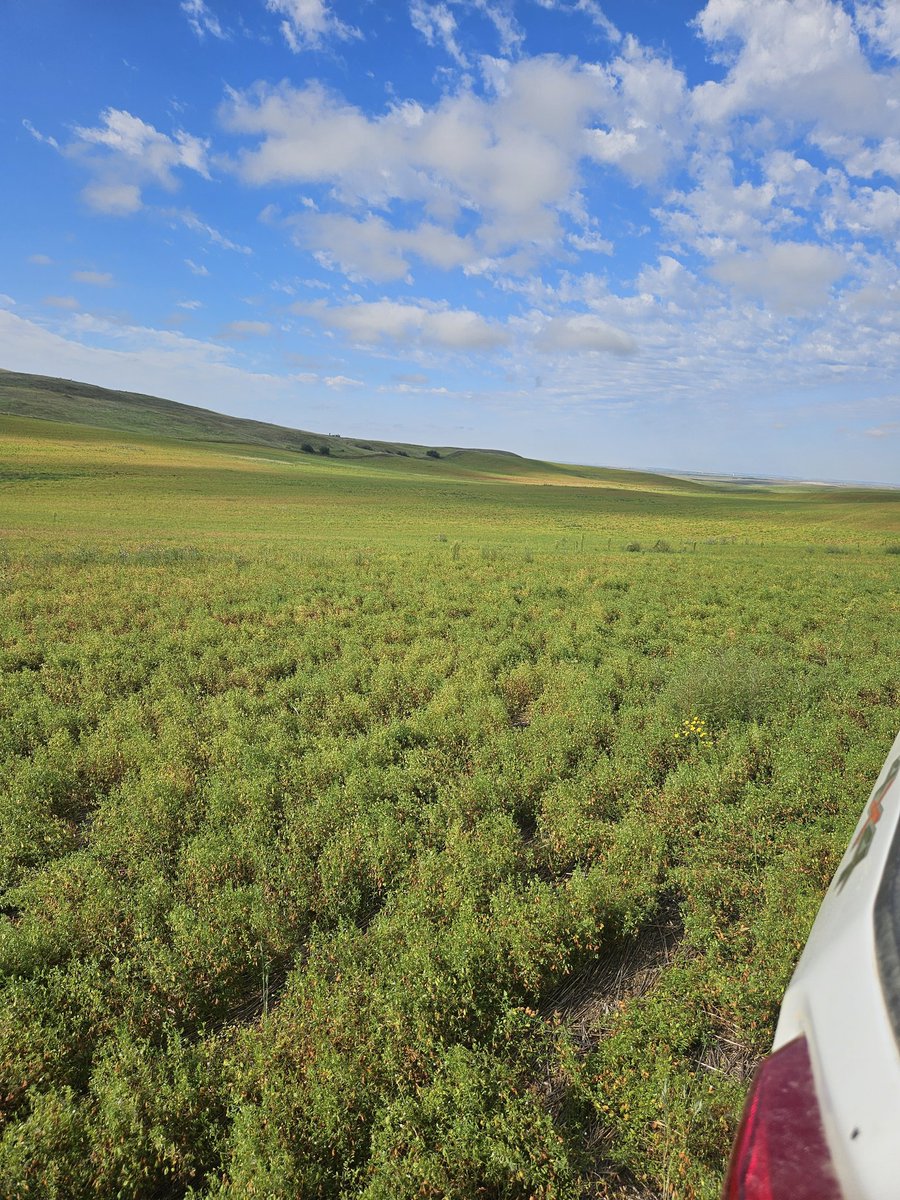 DROUGHT FARMER tweet media