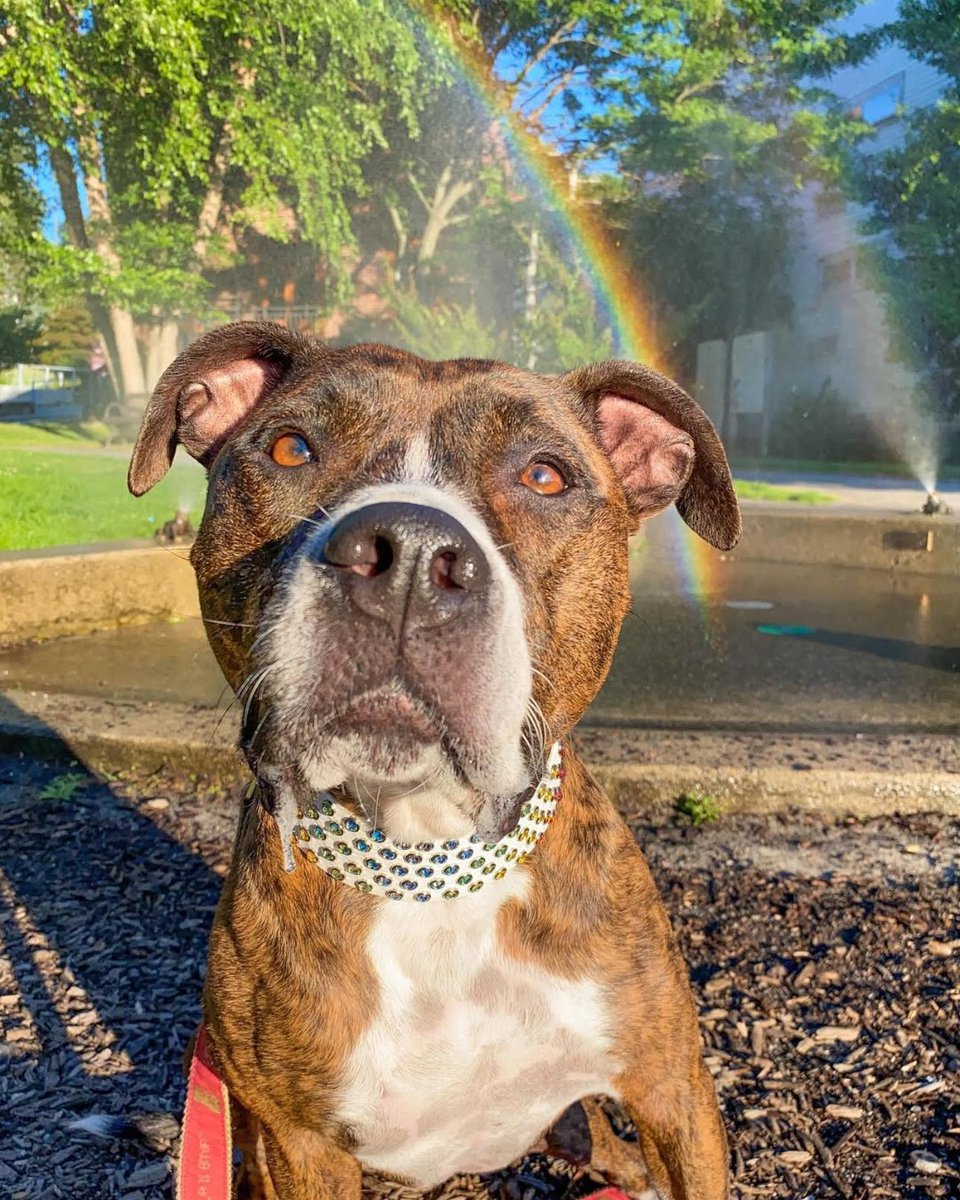 RivFreeLibrary's tweet image. 🐾 RFL Staff Dog Spotlight: Meet Piper the Pit! She’s a 10-year-old pitbull mix and a literal ray of sunshine.

📸 Photo submitted by Kelsey from our Patron Services team.

#RiverheadFreeLibrary #NationalDogMonth